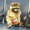 raccon.hehe3