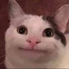 AnimalPaw