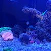 sapiberendam201