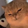 riii_15ni