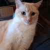 debbiecleveland57