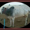 muhammadasad46069