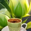 shoptrang70