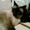 zilia.shiba