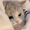 noi_cai_gi