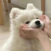 bunny_1ho