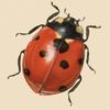 mandarinaiontop