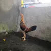 julesandrew0