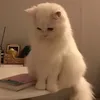 ydgkysdqakt