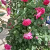 alina81639