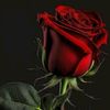 user5629169206061