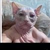 cuki3781