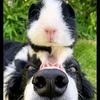 wolawoo