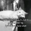 user20250181814086