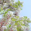 azadasmail3