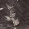 sun205674