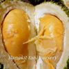 bangkit.tani.nurs