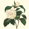 dama.de.2007