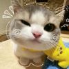 lyynx_xyr