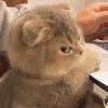 nunu.1_2