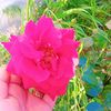 user8660017602016