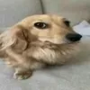 bunnyirav