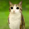 hiepbeo_von