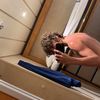 gavlit5