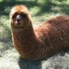 extrofadha