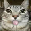 pqsuchen_zamuk