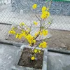 tuyt.mai.nguyn.th4