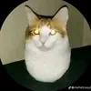 sinhvienbuudien212