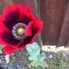 cheryl.cammidge