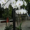 silvanadelima927