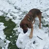 fitgesund_mit_hund