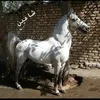 اسپی ايران🇮🇷