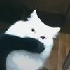 sleep_the.sheep