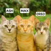 PurrFurr Trios 🐱🐾