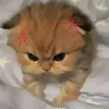trn.chu318