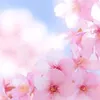 sakura_usagi7l5o