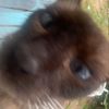 aidenthecatwhisperer