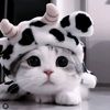 user86014187901905