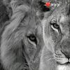 ahmed.zahlouk