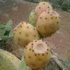 hamid.nador505