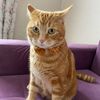 i_cat_love_