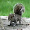 bbsquirrel1