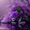 nawal4755