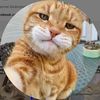 Daily Cats