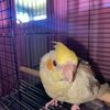 luluthebird123