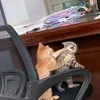 lusquitas2